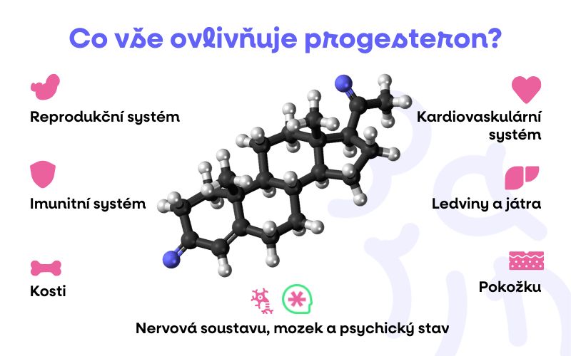 co ovlivnuje progesteron